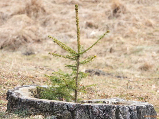 Fujifilm X-S1: jedinečný
