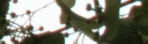 Nikon Coolpix B700: přírodovědec