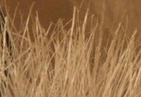 Sony NEX-7: správná (r)evoluce