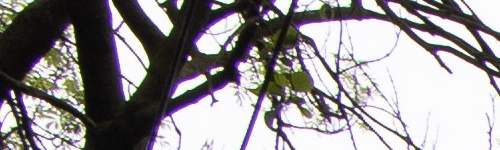 Canon RF 24-105mm f/4 L IS USM