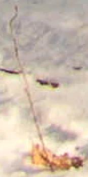 Nikon Coolpix 3500: Krasavec k pohledání!