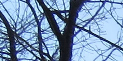 Canon PowerShot SX50 HS: překvapivá kombinace