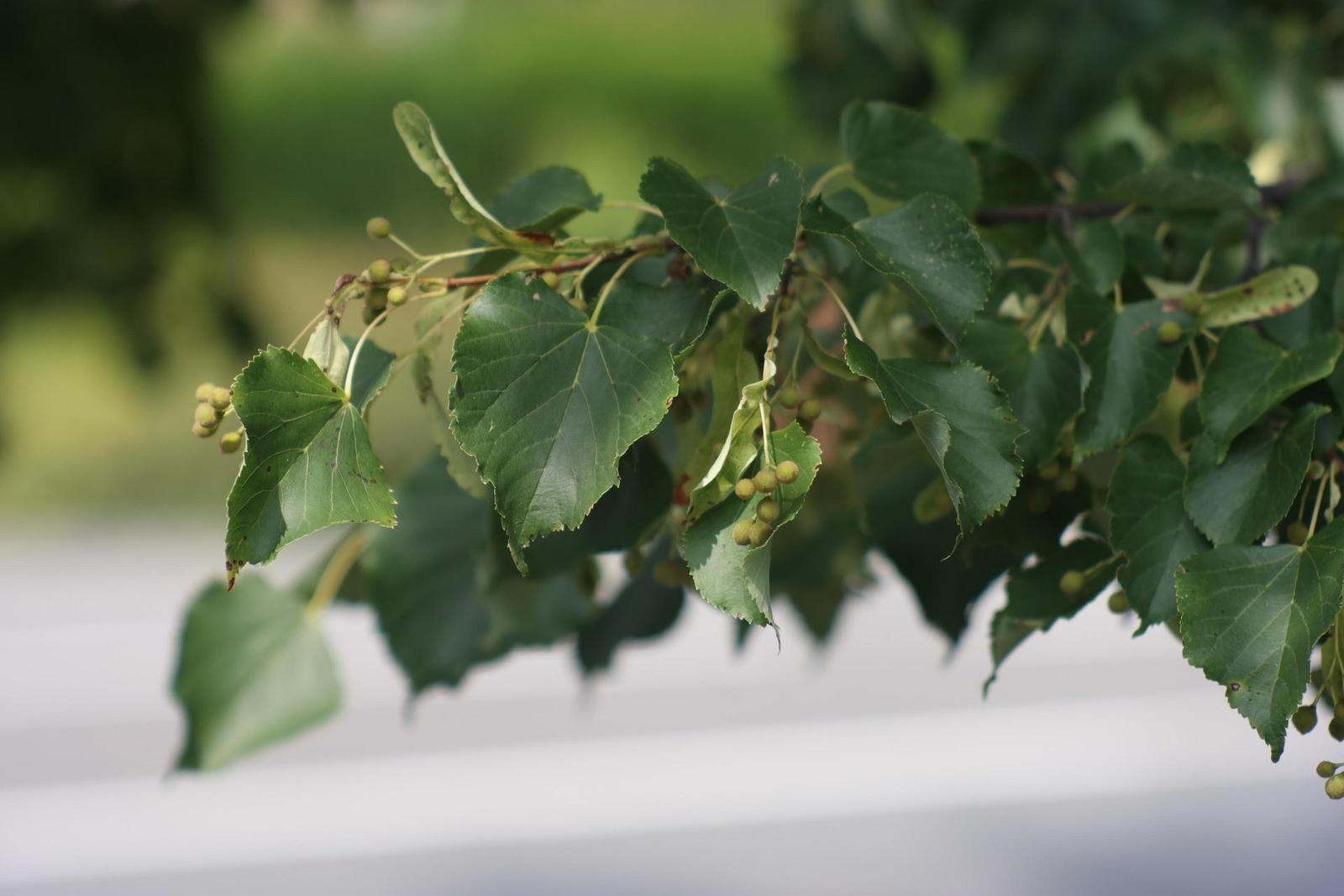 Jupiter-9 85mm F2.0 (M39)