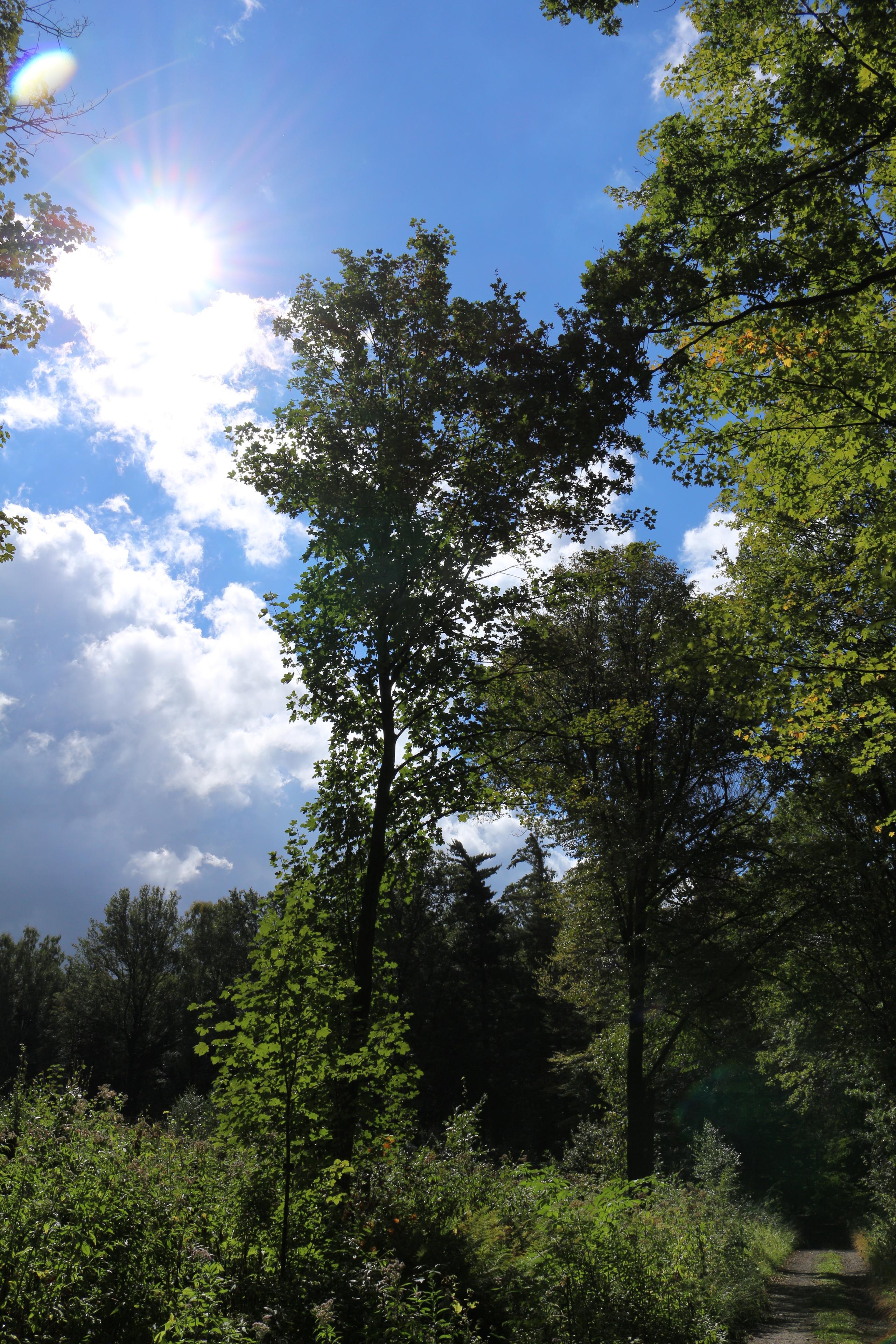 Canon EF-S 18-55mm F3,5-5,6 IS STM