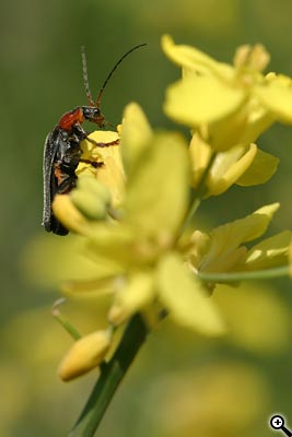 Tipy a Triky nejen pro začátečníky, díl 5. - Fotografujeme na jaře