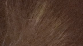 Nikon D3300: drobek se silným srdcem