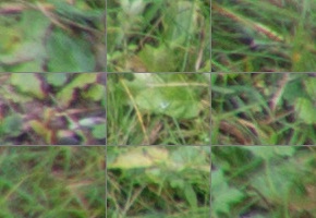 Nikon AF-P DX Nikkor 70-300 mm f/4,5-6,3G ED VR