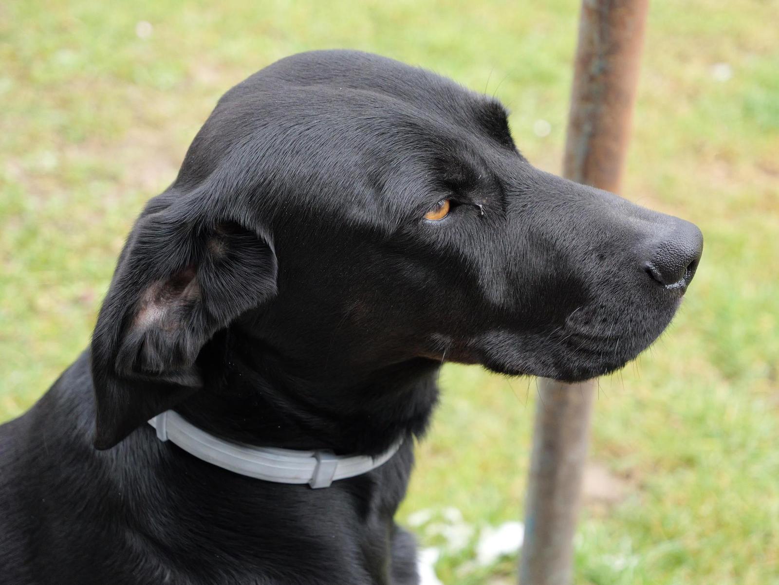 Panasonic Lumix GH6: s revolučním snímačem