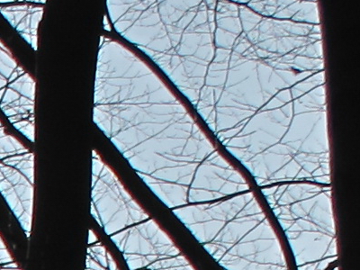 Canon PowerShot G11: géčko, o jakém jsme snili