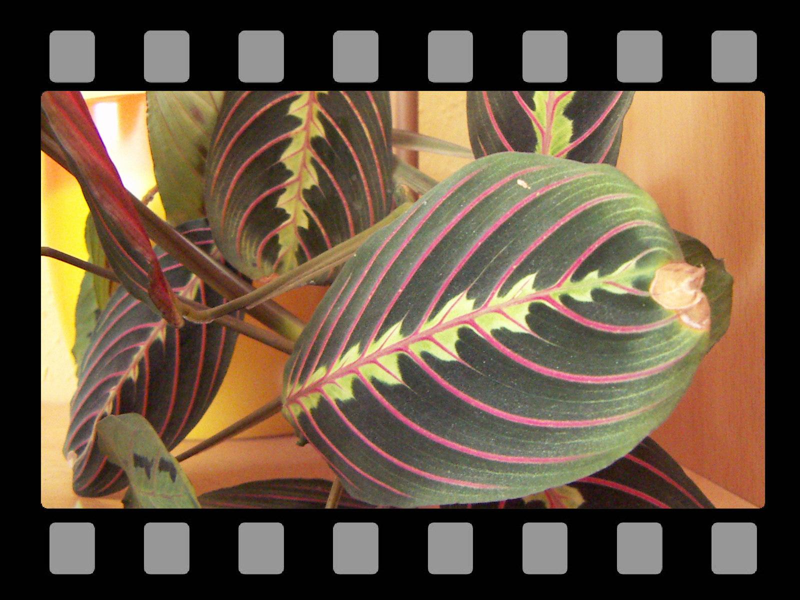 DiMAGE X21: decentní upgrade "lidové" dvacítky