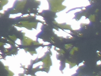 Panasonic Lumix FZ28: o krok blíže dokonalosti