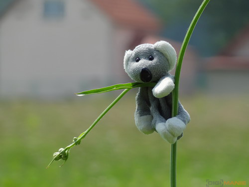 Fotíme s Koalou: Zoom a perspektiva