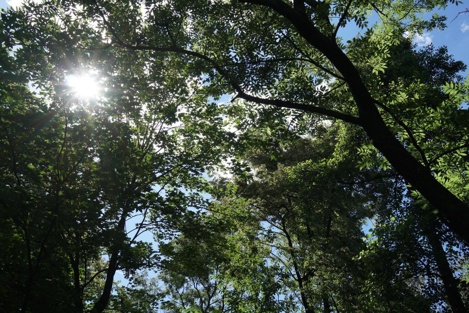 Sony Carl Zeiss Vario-Tessar T* 16-70mm F4 OSS (SEL1670Z)