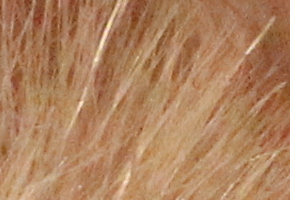 Canon EOS 60D: na pomezí dvou světů