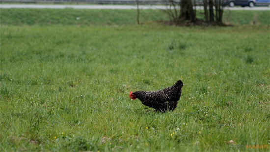 Panasonic Lumix S1R: sebevědomý vstup do FF