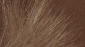 Nikon D3300: drobek se silným srdcem