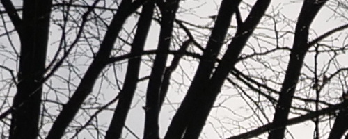 Panasonic Leica DG Vario-Summilux 10-25mm F1.7 ASPH.