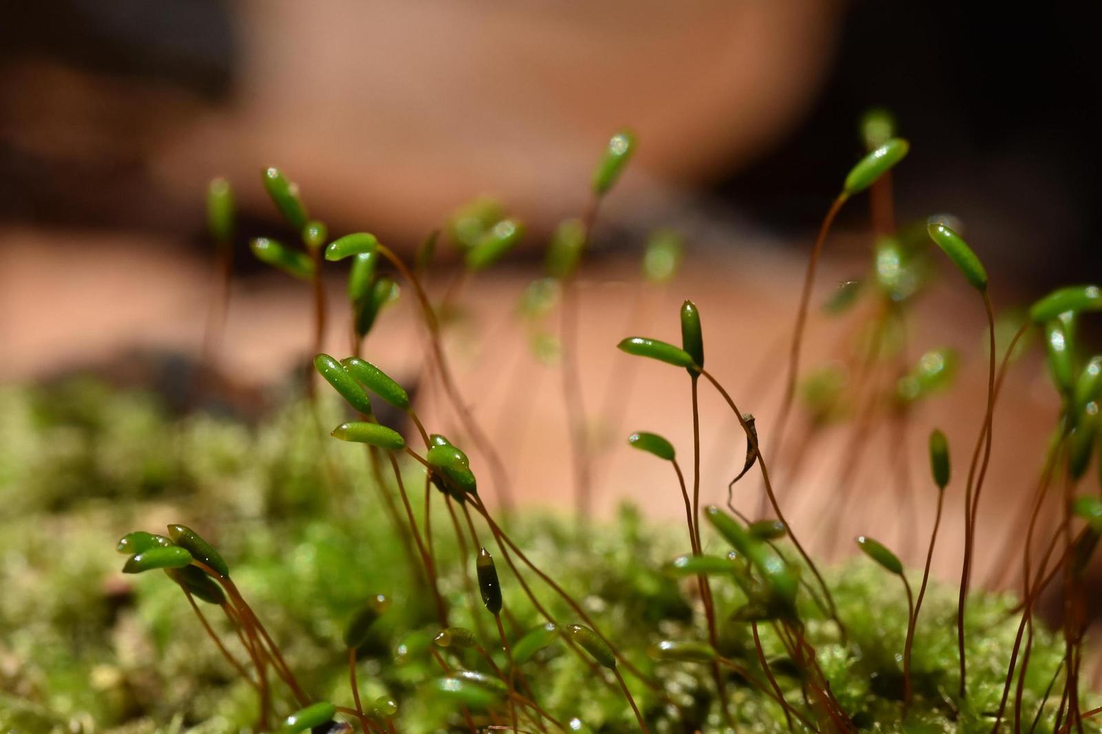 Tamron SP AF 60mm f/2.0 Di II LD [IF] Macro