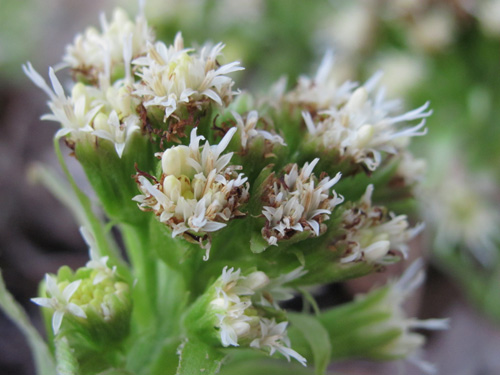 Canon PowerShot SX120 IS: zraje jako víno