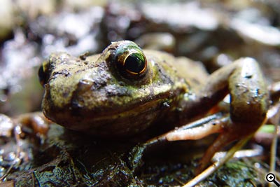Tipy a Triky nejen pro začátečníky, díl 5. - Fotografujeme na jaře