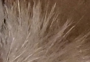 Sony NEX-6: pan dlouho očekávaný