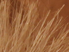 Canon EOS 600D: pokračování rodové linie