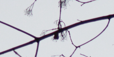 Nikon AF-S NIKKOR DX 55-300mm 1:4.5-5.6G ED VR