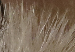 Canon PowerShot G15: lépe už to (asi) nepůjde