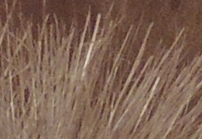 Nikon Coolpix P510: lovec rekordů