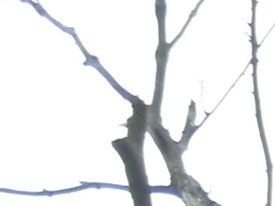 Samsung EX1: příjemné překvapení