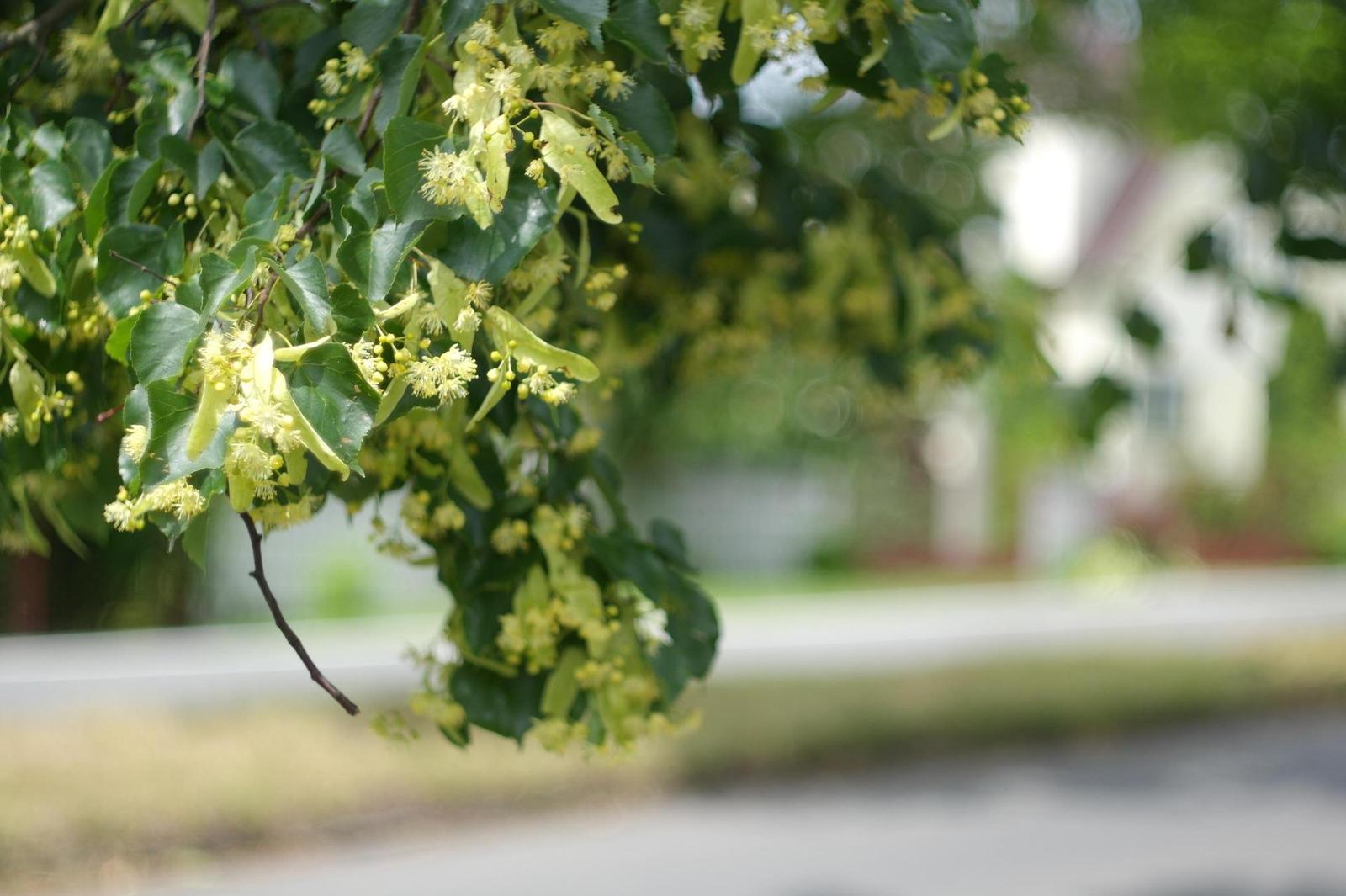 Carl Zeiss Jena DDR Pancolar 1,8/50mm MC electric (M42)