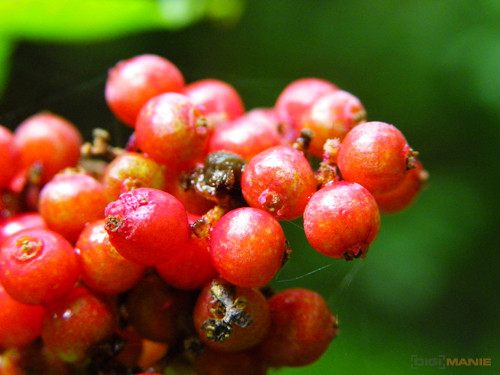 Pentax X70: neobyčejně univerzální kliďas