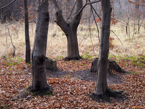 Olympus M.Zuiko Digital 40-150 mm F4-5,6 + nová R verze