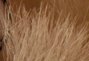 Nikon D5100: jeden z nejlepších?