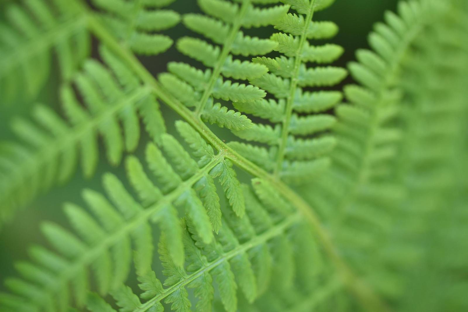 Tamron SP AF 60mm f/2.0 Di II LD [IF] Macro