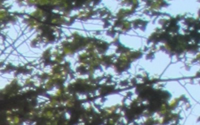 Canon IXUS 220 HS: multifunkční Karkulka