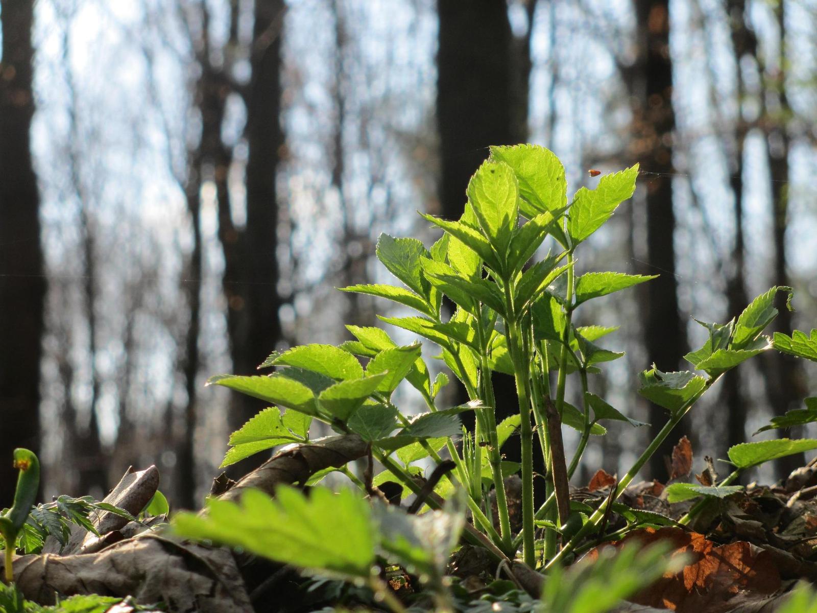 Canon IXUS 230 HS: nebeský univerzál
