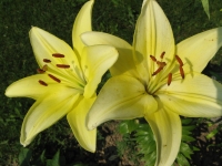 Canon PowerShot A700: Mezi kompaktem a ultrazoomem