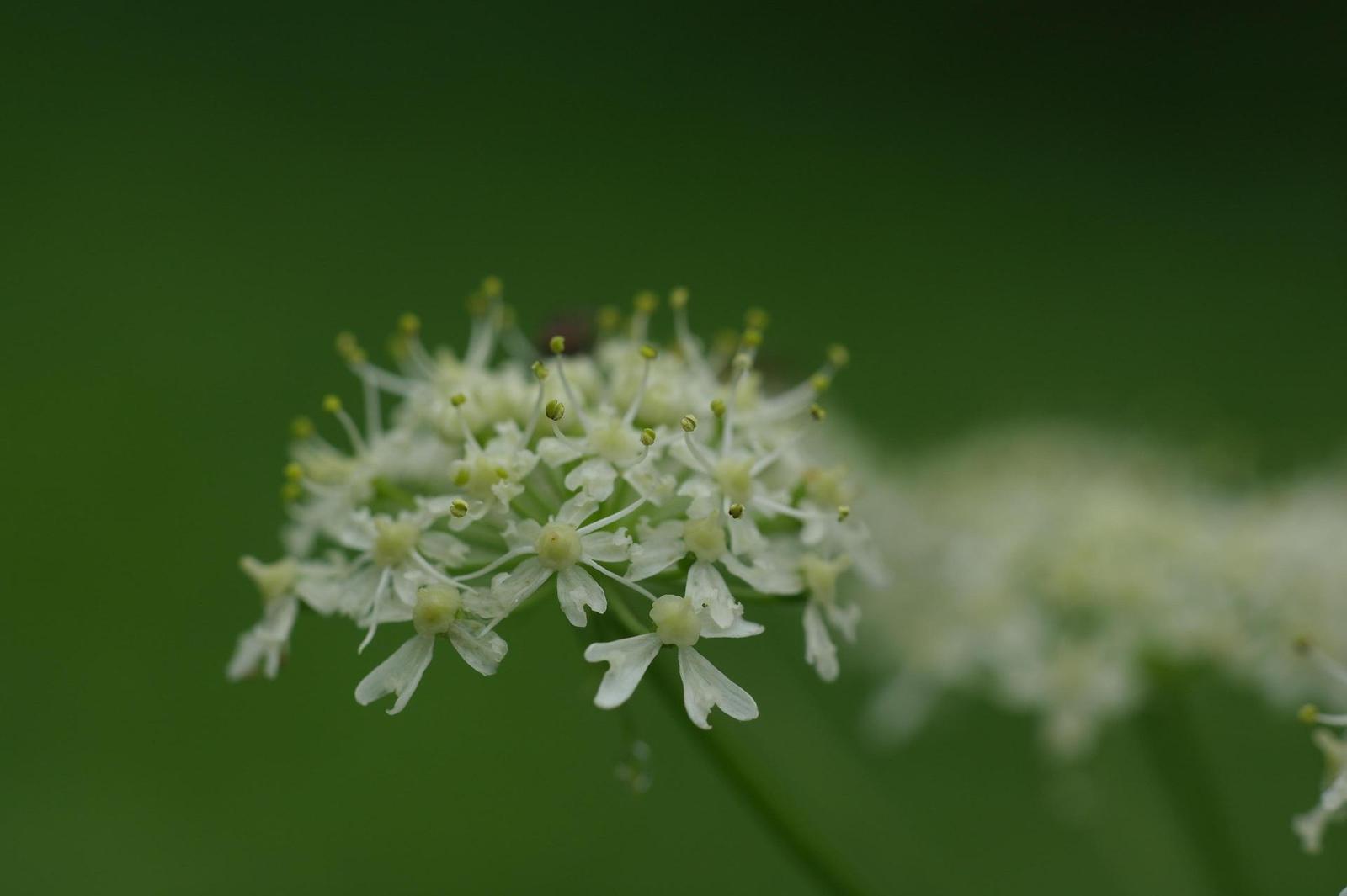 Helios-44M 58mm F2.0 (M42)