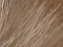 Canon PowerShot A800: šikula za pár stovek