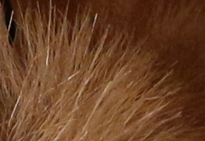 Canon EOS M: první pokus