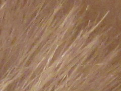 Canon IXUS 220 HS: multifunkční Karkulka