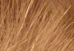 Canon EOS 60D: na pomezí dvou světů