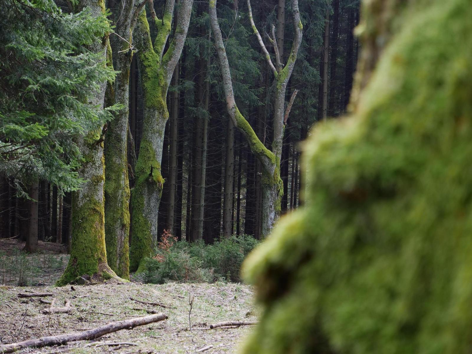 Panasonic Leica DG Vario-Elmarit 12-60mm / F2.8-4.0 ASPH. / Power O.I.S.