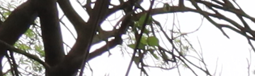 Canon RF 24-105mm f/4 L IS USM