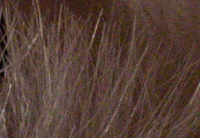 Sony SLT-A77: megapixelový přeborník