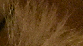 Nikon D7200: přesvědčivé zrcadlo