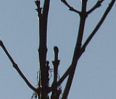 Zrcadlovka za babku aneb E-500 v testu