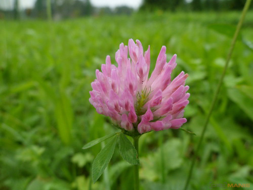 Samsung PL210: levně s grácií