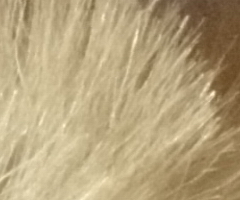 Sony Cyber-shot HX5: pan téměř dokonalý